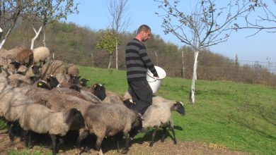 Photo of DOBOJ: Dragan Gavrić iz Rudanke uzgaja 100 ovaca romanovske rase (VIDEO)