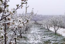 Photo of Agrometeorolozi upozoravaju na moguću pojavu mraza – zaštititi voćnjake