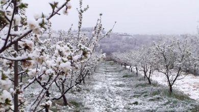 Photo of Agrometeorolozi upozoravaju na moguću pojavu mraza – zaštititi voćnjake