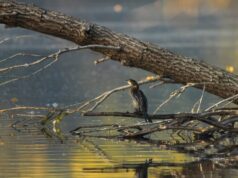 VRIJEME: Danas sunčano i toplo, uveče naoblačenje