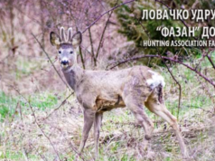 DOBOJ: Potraživanja oko 400.000 KM zbog naleta vozila na divljač