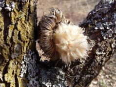 VRIJEME: Sunčano uz promjenljivu oblačnost