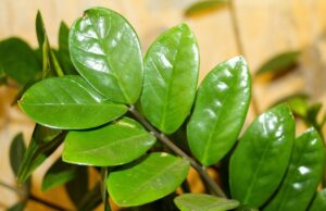 Ovu biljku zovu gvozdenom: Idealna za one koji “ubiju i kaktus”