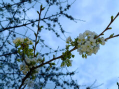 VREMENSKA PROGNOZA: Početkom sedmice promjenljivo vrijeme
