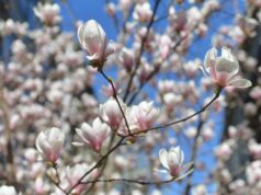 VRIJEME: Danas toplo uz sunčane periode, ali i naoblačenje