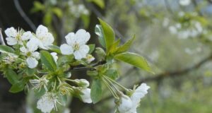 VREMENSKA PROGNOZA: Početak naredne sedmice topliji od prosjeka