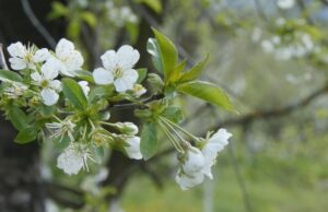 VREMENSKA PROGNOZA: Početak naredne sedmice topliji od prosjeka