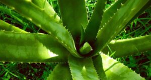 Aloe vera je najkorisnija biljka koju možete imati – pet je razloga za to