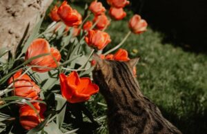 Kako da vam cvijeće cvjeta cijelo ljeto: Prirodni trikovi iz kuhinje