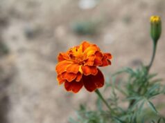 Obavezno posadite kadifu između paradajza i krompira: Evo i zašto