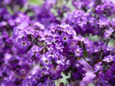 Ovu biljku ne zovu džaba “parfem”