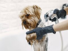 Koliko često trebate kupati svog psa?