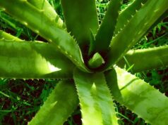 Tri biljke koje čiste vazduh bolje od prečišćivača