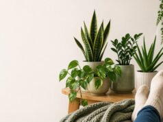 Najbolje biljke za lijene ljude